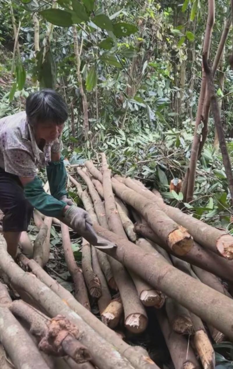桂皮种植农户直供自然晒干品质好，实实在在做生意，欢迎合作