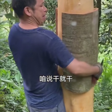 桂皮种植农户直供自然晒干品质好，实实在在做生意，欢迎合作