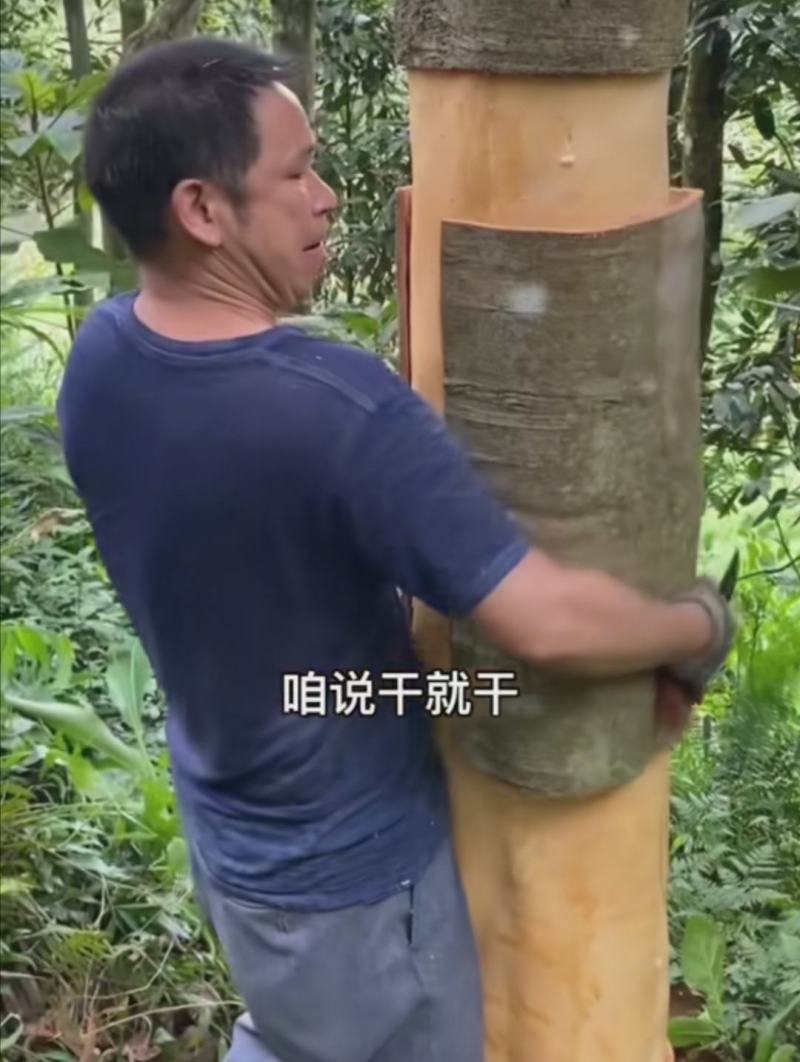 桂皮种植农户直供自然晒干品质好，实实在在做生意，欢迎合作