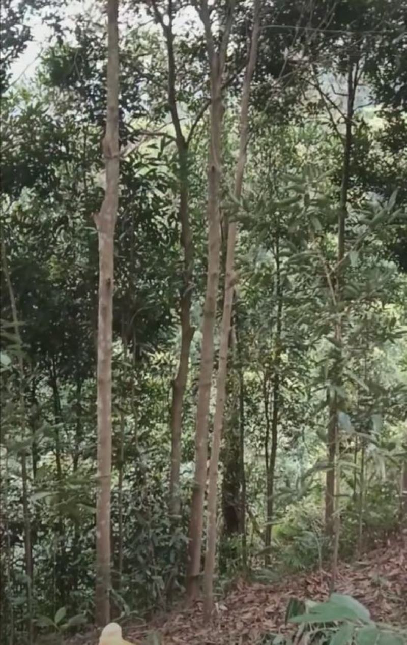 桂皮种植农户直供自然晒干品质好，实实在在做生意，欢迎合作