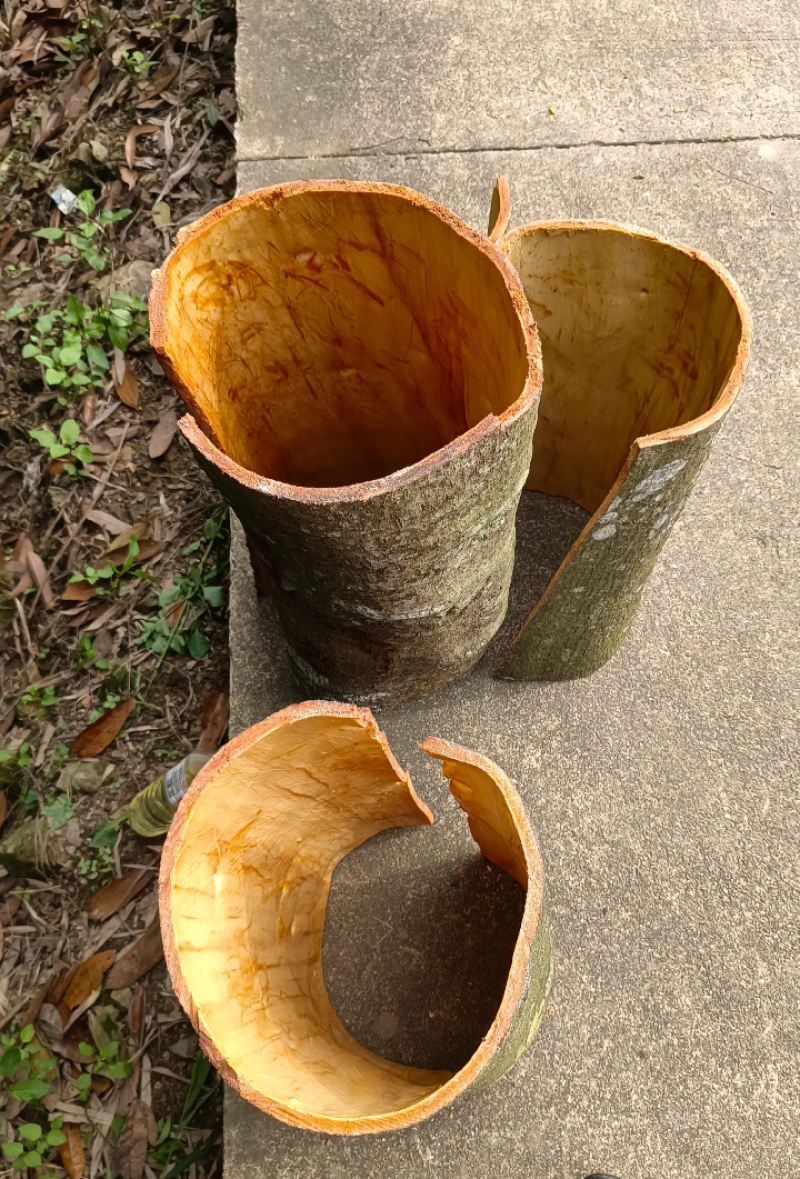 桂皮种植农户直供自然晒干品质好，实实在在做生意，欢迎合作