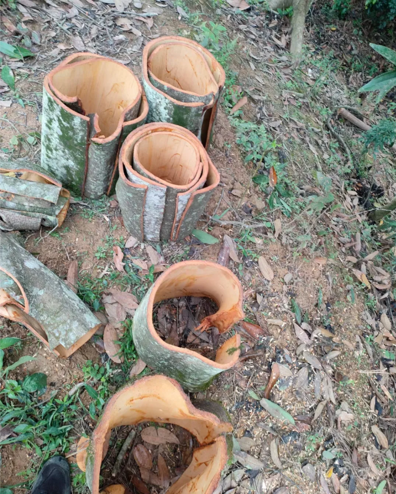 桂皮种植农户直供自然晒干品质好，实实在在做生意，欢迎合作
