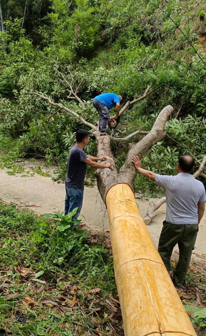 桂皮种植农户直供自然晒干品质好，实实在在做生意，欢迎合作