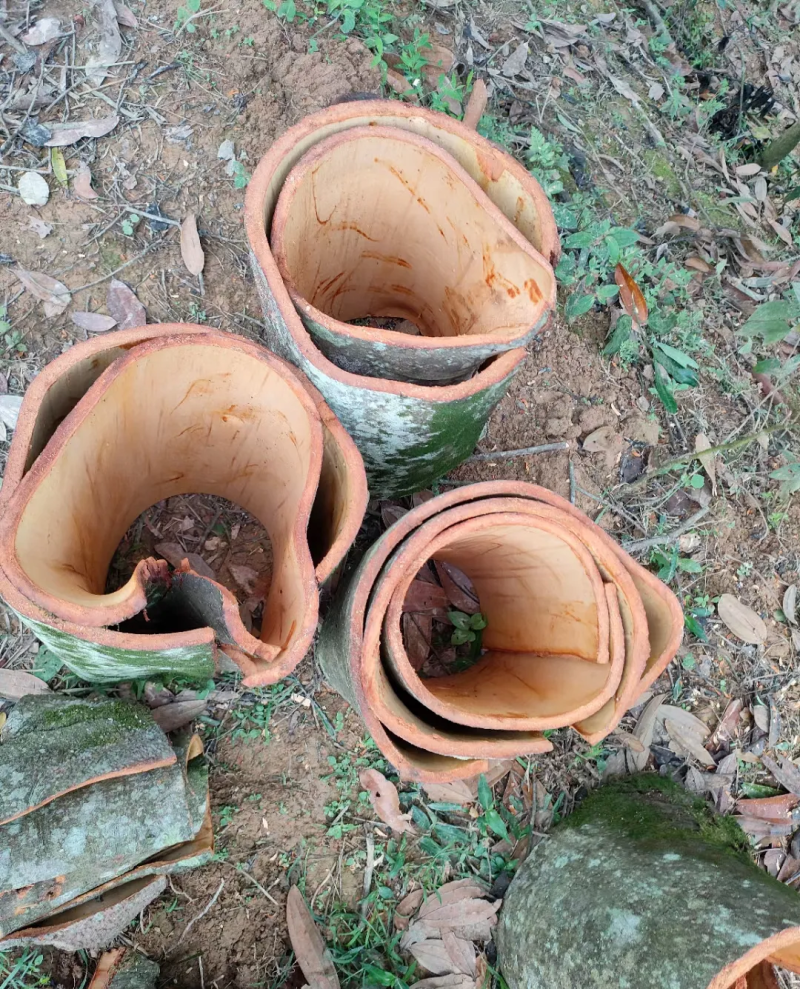 桂皮种植农户直供自然晒干品质好，实实在在做生意，欢迎合作