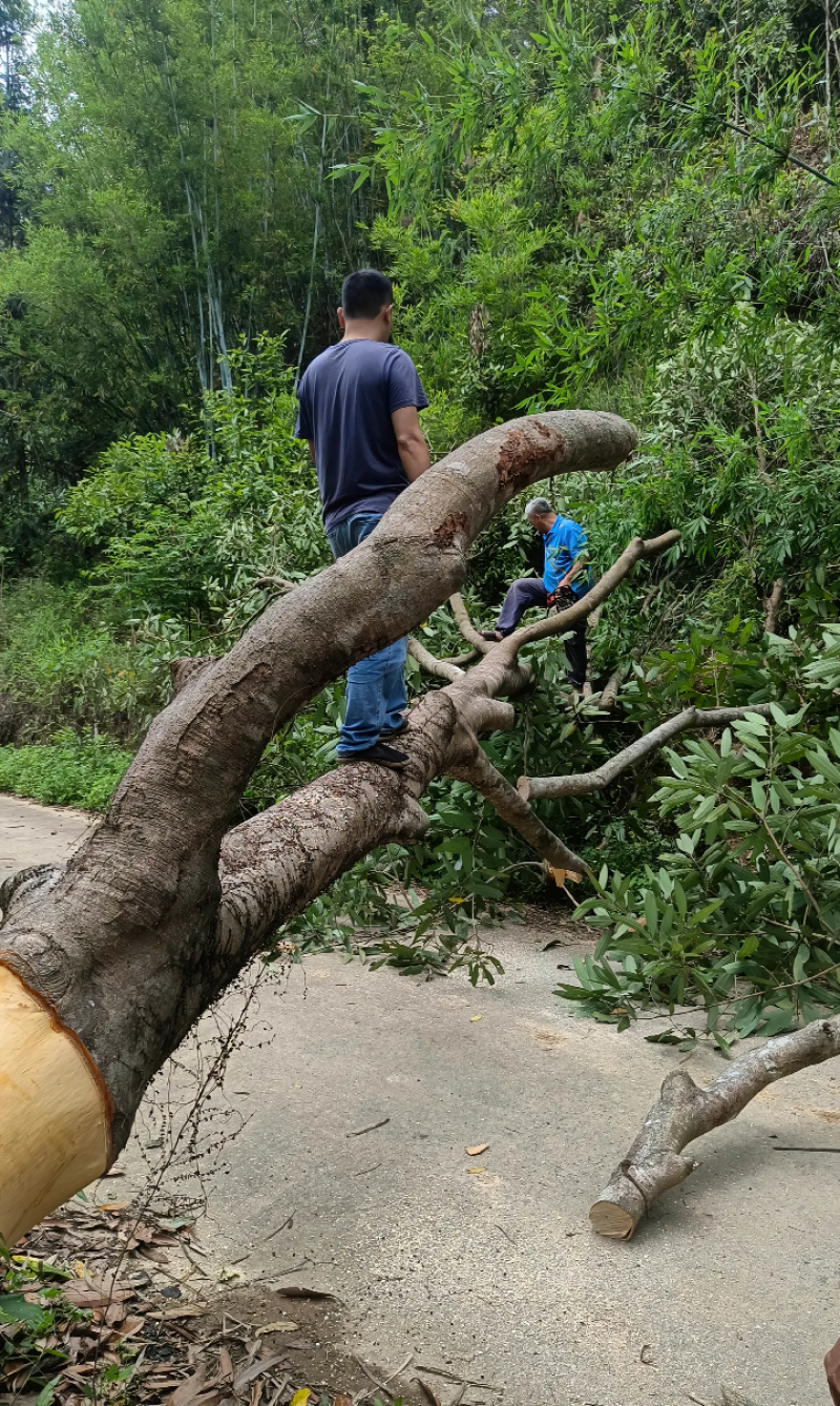 桂皮种植农户直供自然晒干品质好，实实在在做生意，欢迎合作