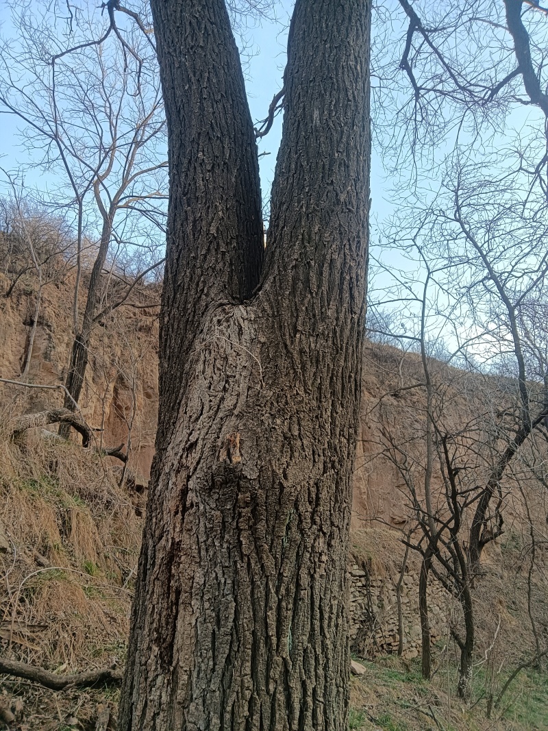 各种木料原木