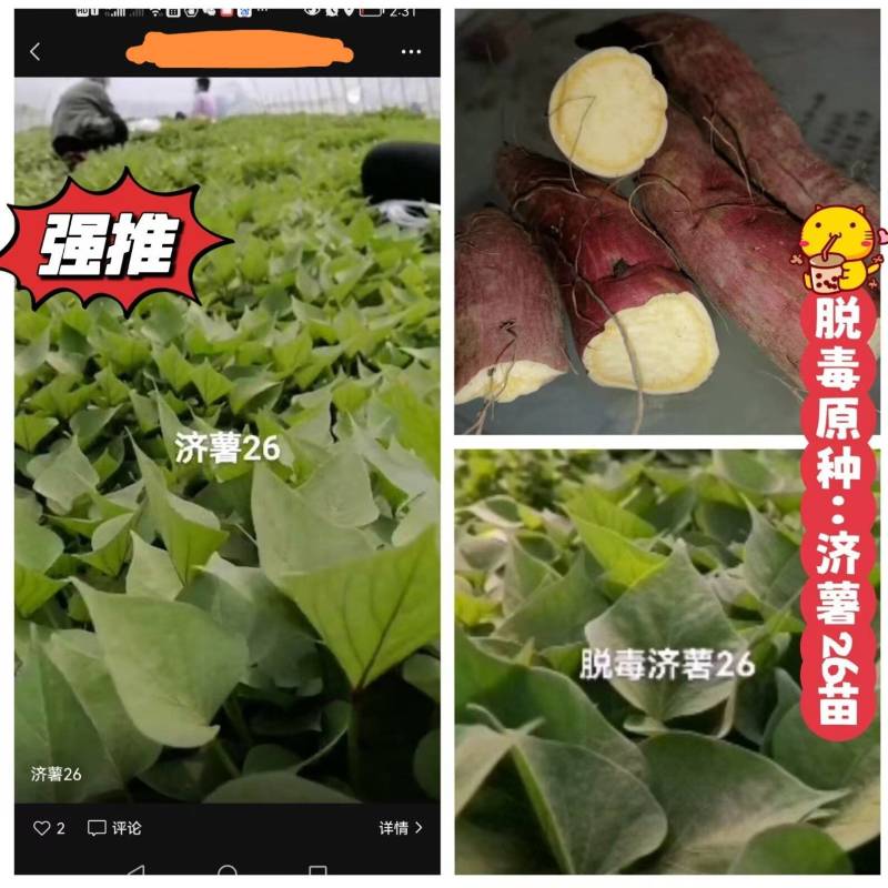 出售脱毒：济薯26红薯苗！高产瓜型好.口感纯正.易储存！