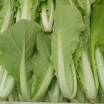 叶菜种植