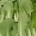 叶菜种植