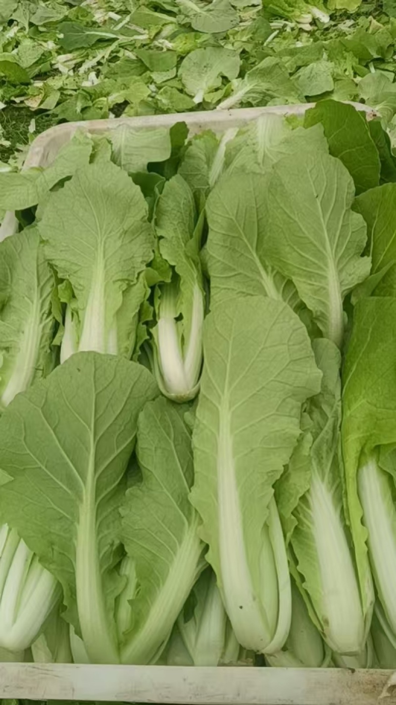 叶菜种植