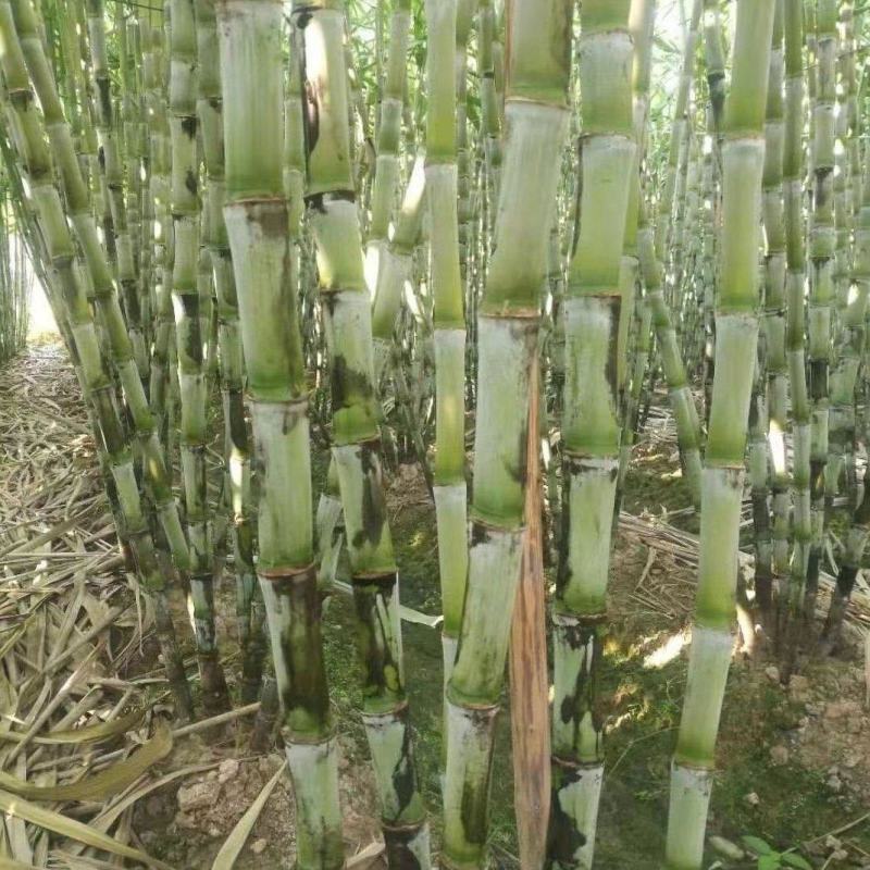 青皮甘蔗产地直供大量现货脆甜多汁全国发货