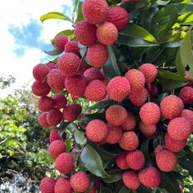 【电商代发】荔枝产地直发桂花香妃子笑电商平台一件代发
