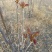 山野红香椿芽新鲜上市