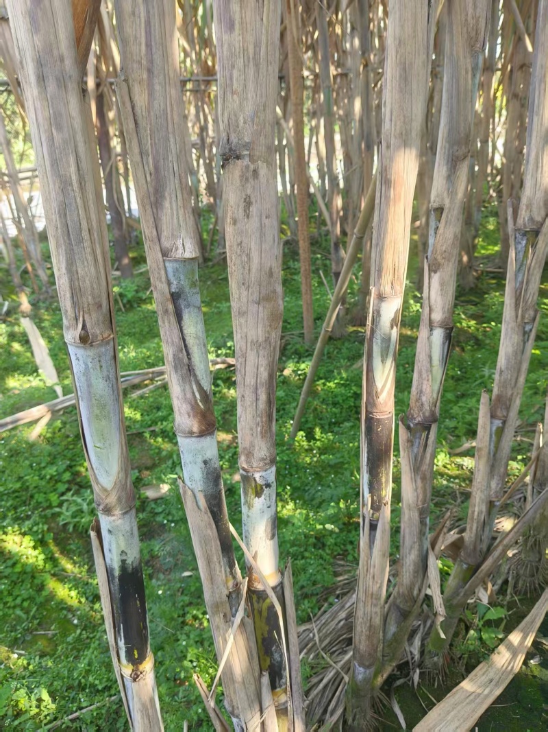 青皮甘蔗产地直供大量现货脆甜多汁糖度高全国发货