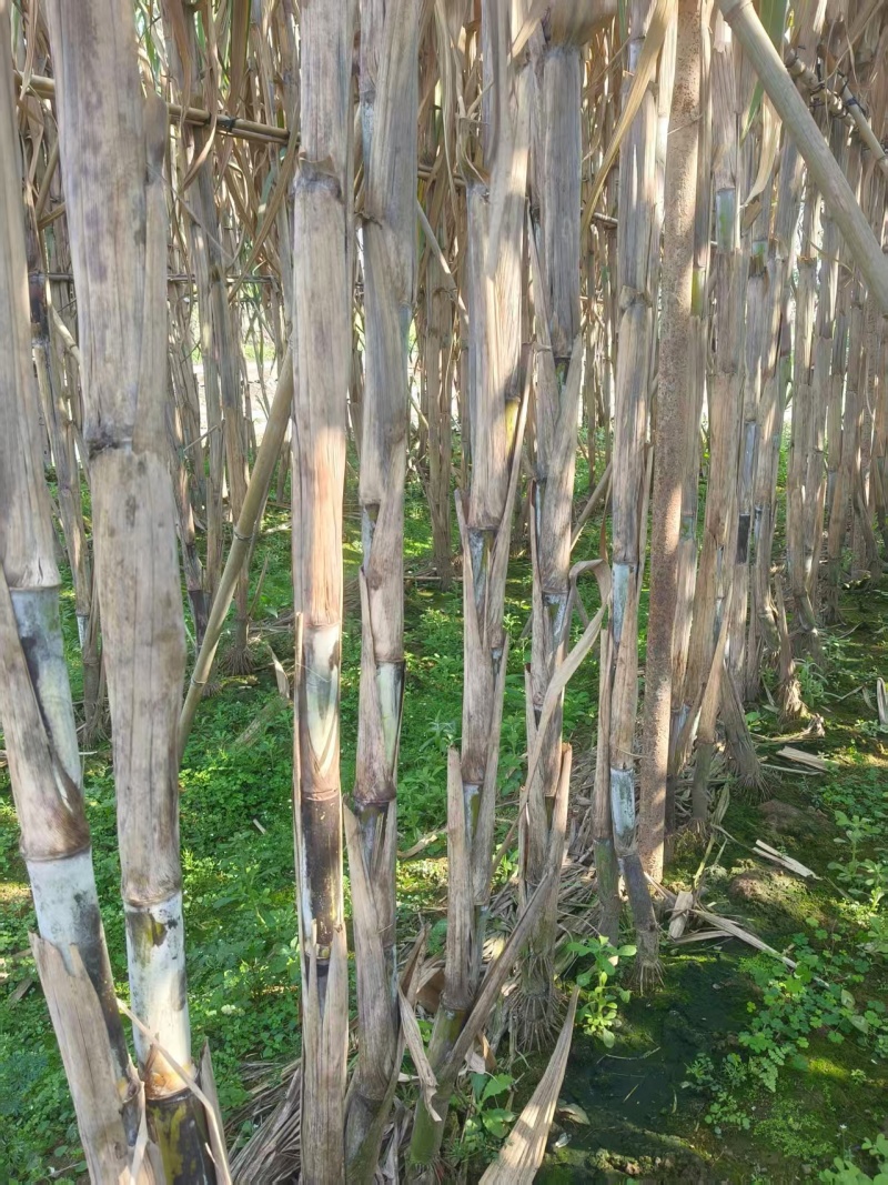 青皮甘蔗产地直供大量现货脆甜多汁糖度高全国发货
