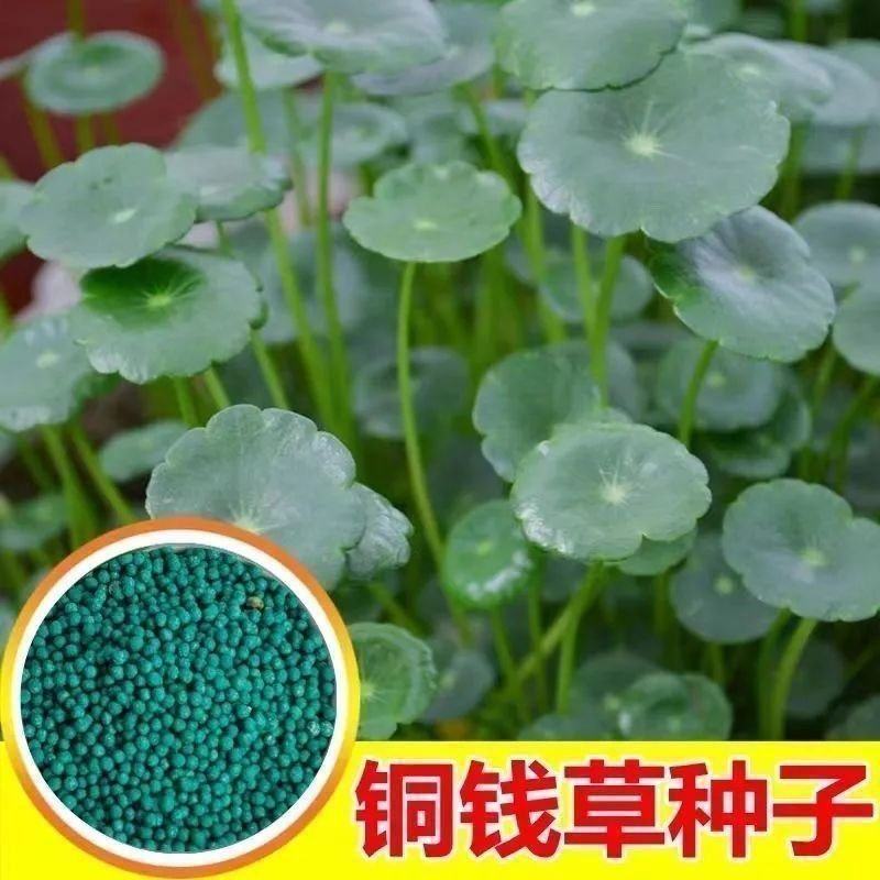 铜钱草种子金钱草种子铜钱草红马蹄草草籽大小对叶种子