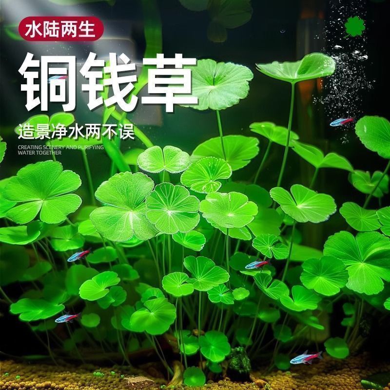 铜钱草种子金钱草种子铜钱草红马蹄草草籽大小对叶种子