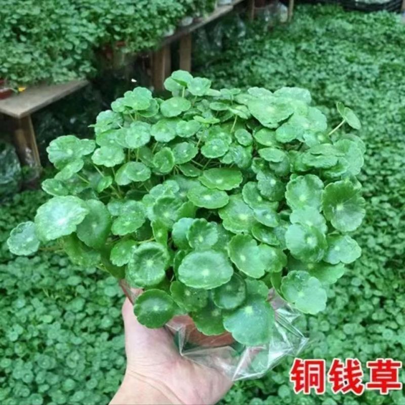 铜钱草种子金钱草种子铜钱草红马蹄草草籽大小对叶种子