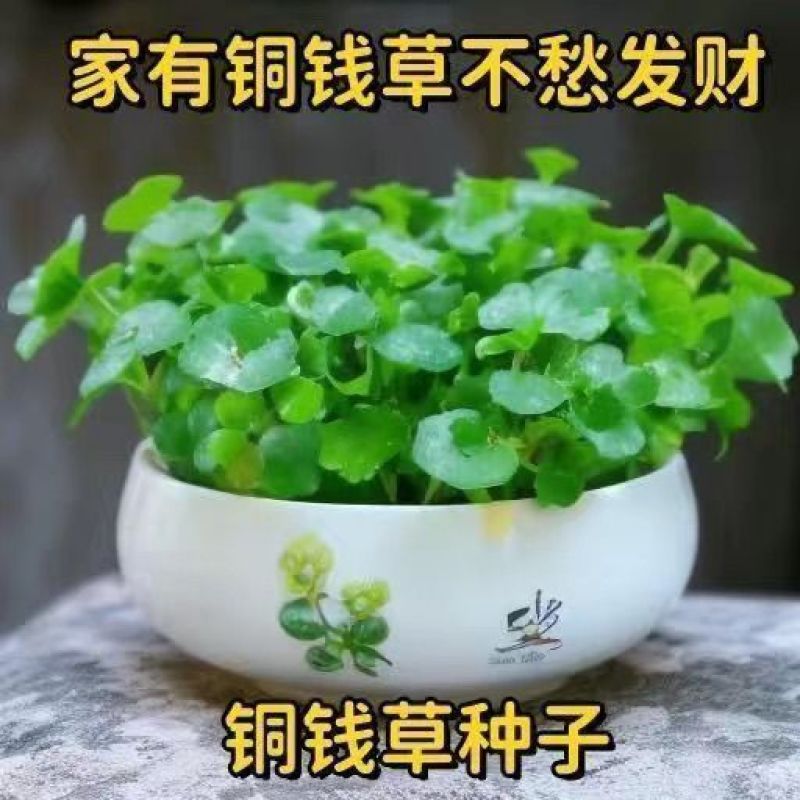 铜钱草种子金钱草种子铜钱草红马蹄草草籽大小对叶种子