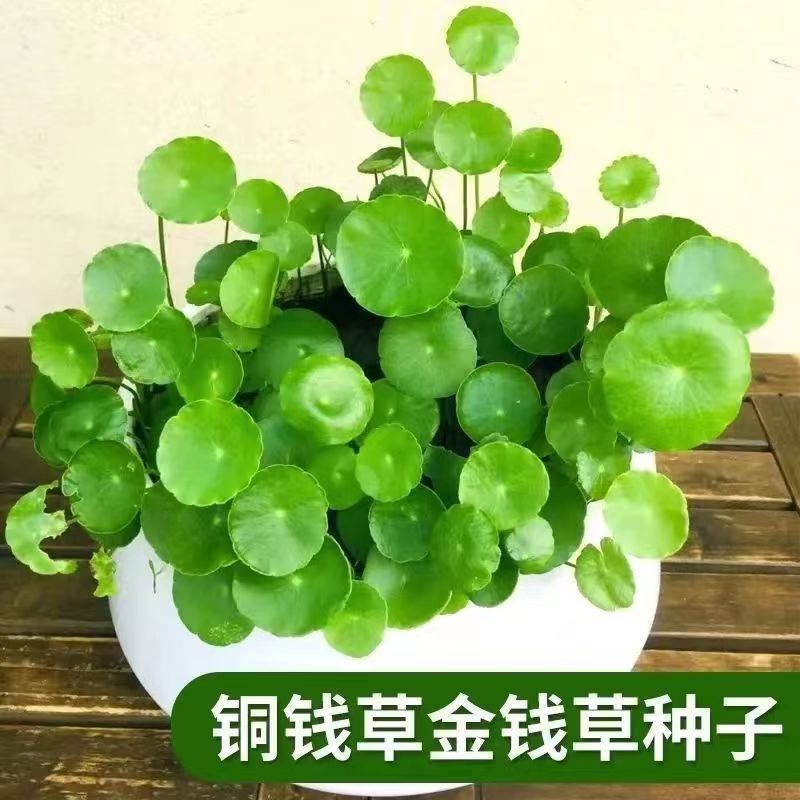 铜钱草种子金钱草种子铜钱草红马蹄草草籽大小对叶种子