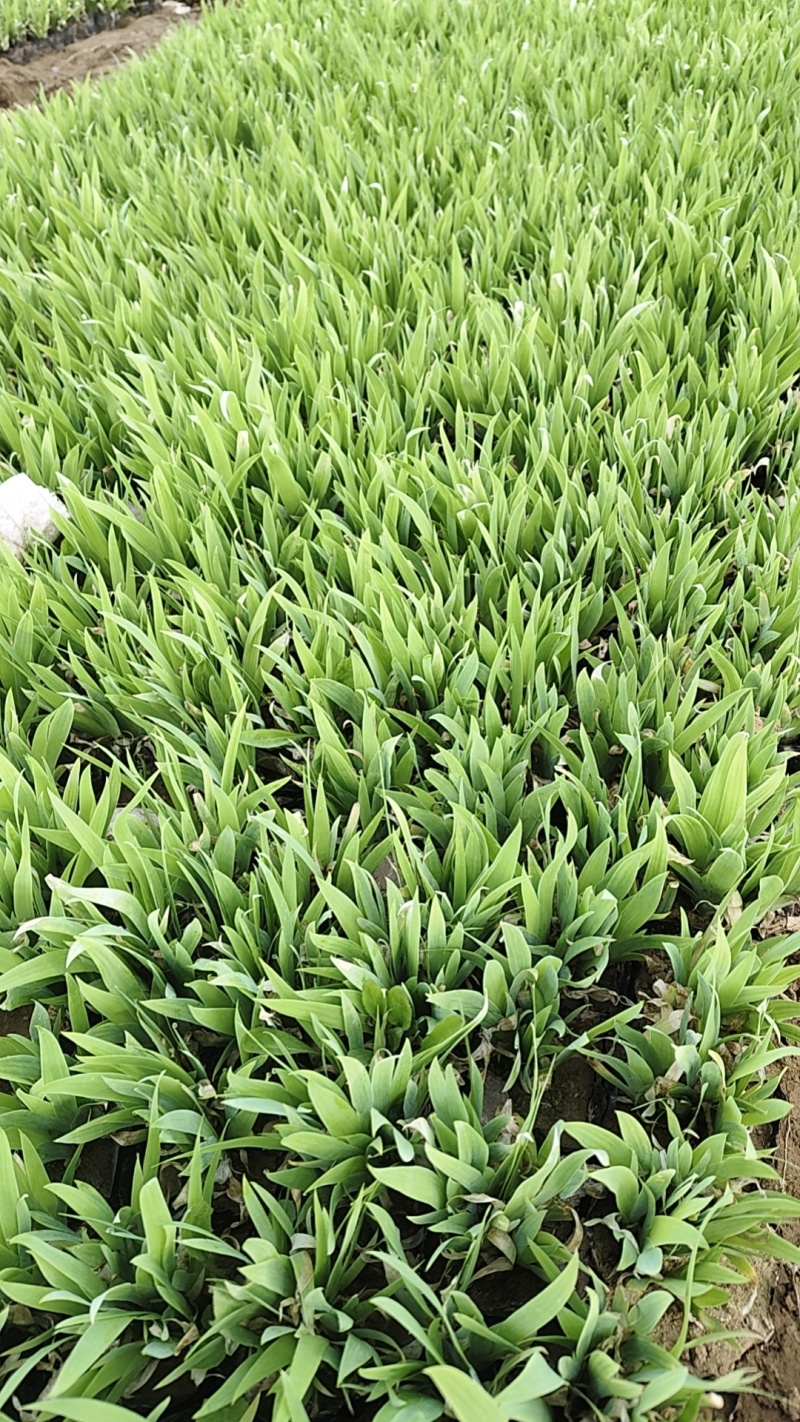 蓝花鸢尾，紫玉簪，欧石竹，蛇莓，金鸡菊，青绿苔草