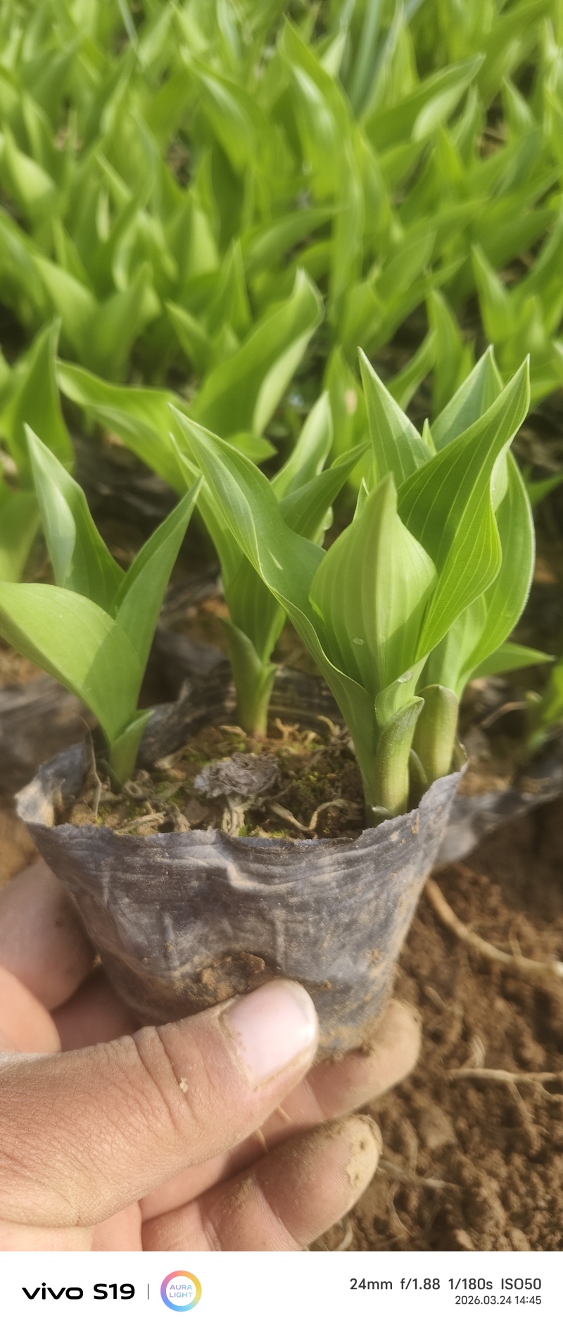 蓝花鸢尾，紫玉簪，欧石竹，蛇莓，金鸡菊，青绿苔草