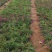 蓝花鸢尾，紫玉簪，欧石竹，蛇莓，金鸡菊，青绿苔草