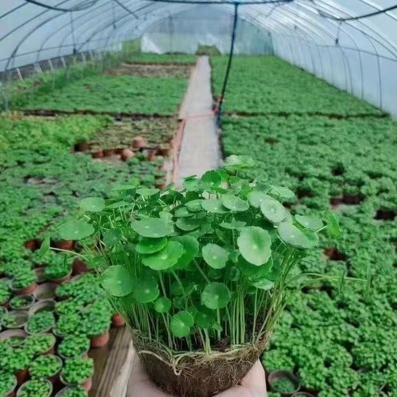 铜钱草种子金钱草种子铜钱草红马蹄草草籽大小对叶种子