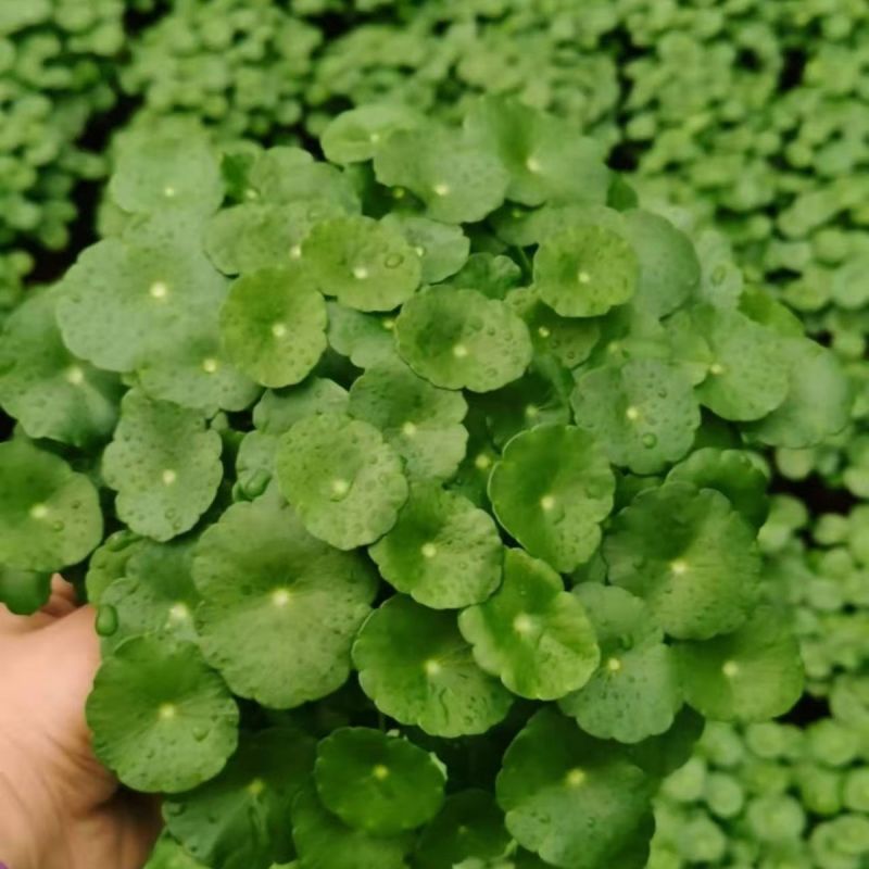 铜钱草种子金钱草种子铜钱草红马蹄草草籽大小对叶种子