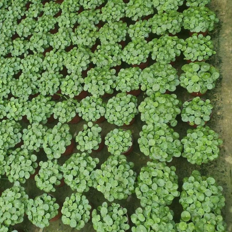 铜钱草种子金钱草种子铜钱草红马蹄草草籽大小对叶种子