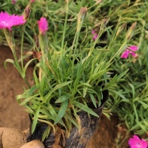 蓝花鸢尾，紫玉簪，欧石竹，蛇莓，金鸡菊，青绿苔草