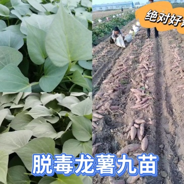 ！出售脱毒红薯苗：龙薯九！高产.瓜型好.易储存！保证品质