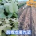 ！出售脱毒红薯苗：龙薯九！高产.瓜型好.易储存！保证品质