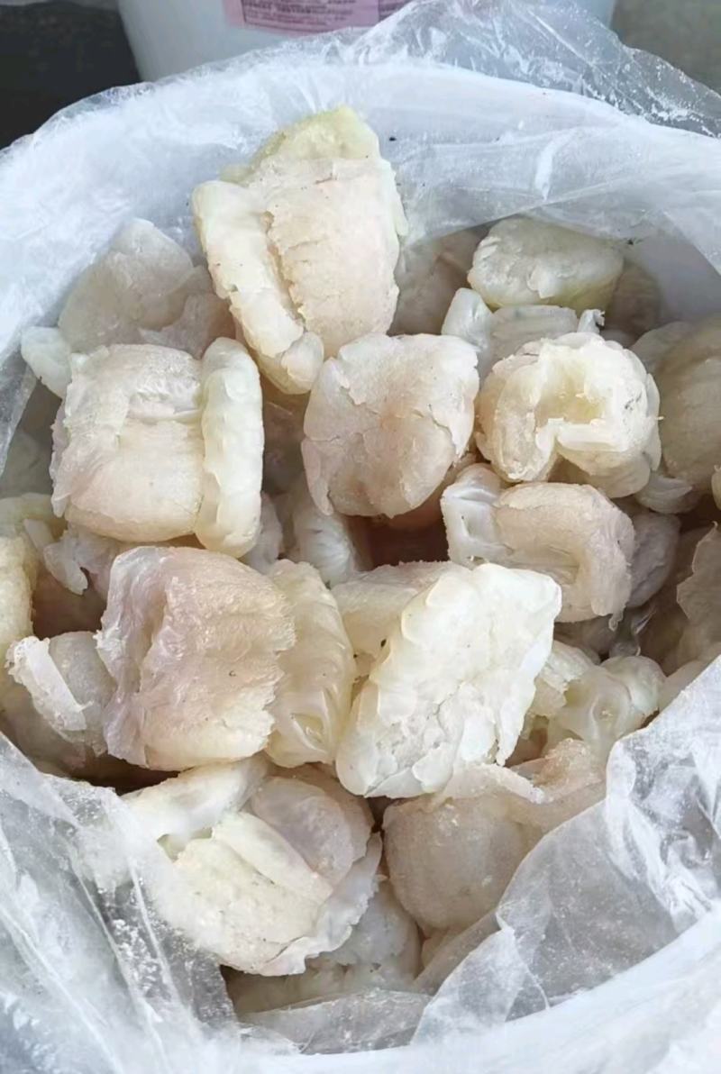 精品海蜇头墨西哥菊花头一点红八爪头特大印尼头