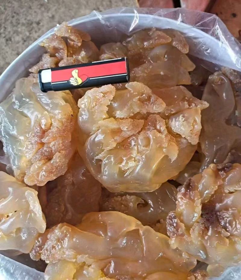 精品海蜇头墨西哥菊花头一点红八爪头特大印尼头