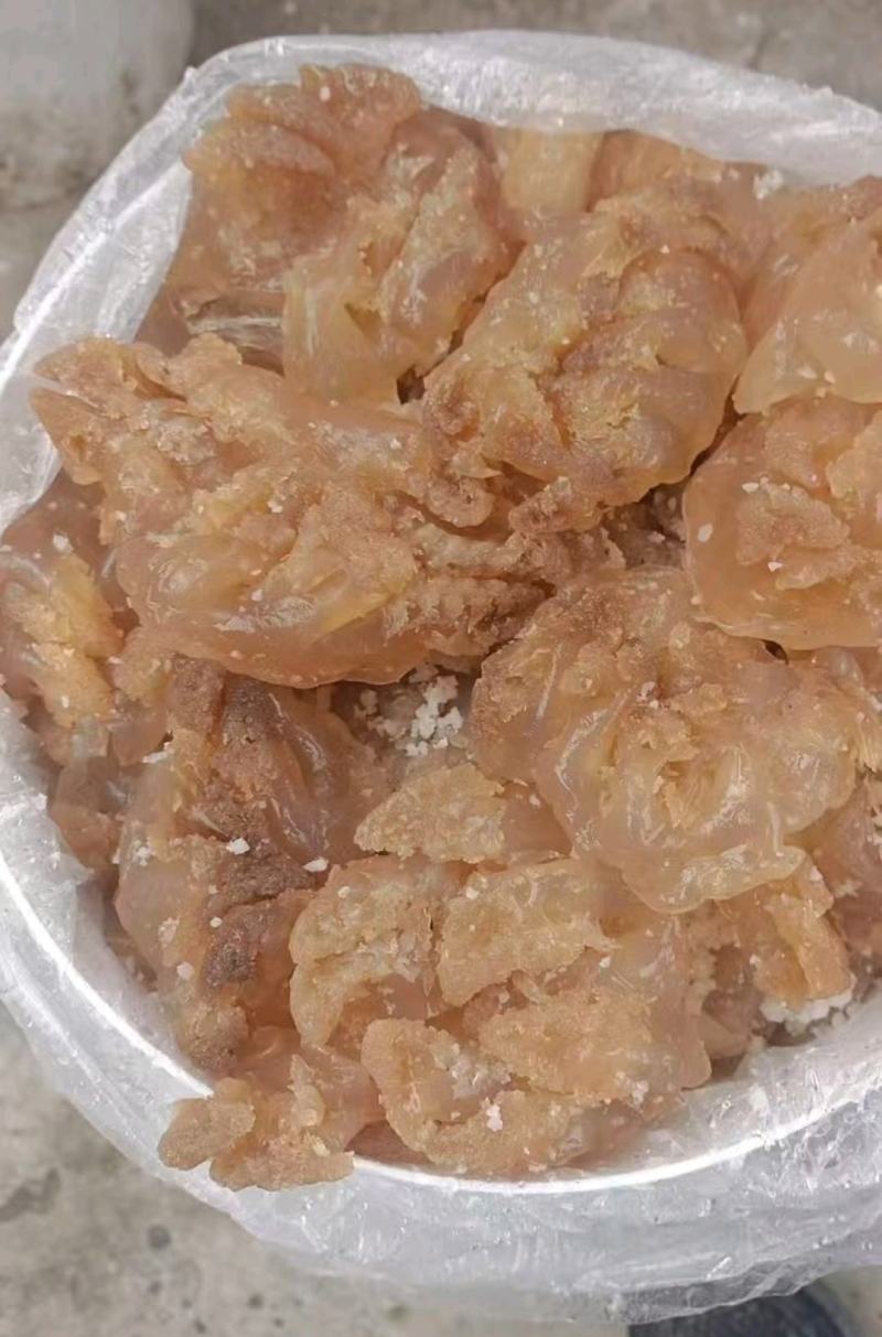 精品海蜇头墨西哥菊花头一点红八爪头特大印尼头