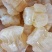 精品海蜇头墨西哥菊花头一点红八爪头特大印尼头