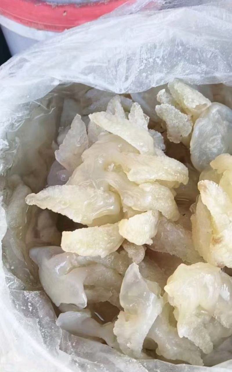精品海蜇头墨西哥菊花头一点红八爪头特大印尼头