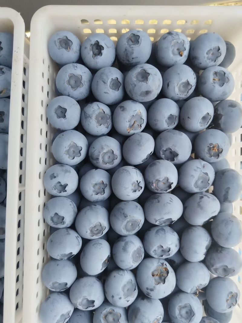 优瑞卡蓝莓，产地大量现货供应
