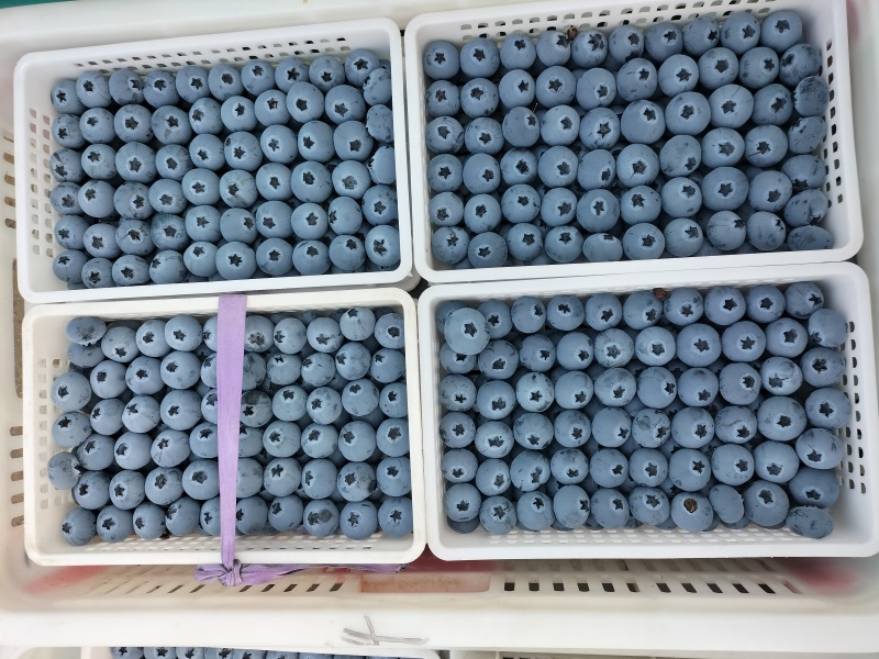 优瑞卡蓝莓，产地大量现货供应