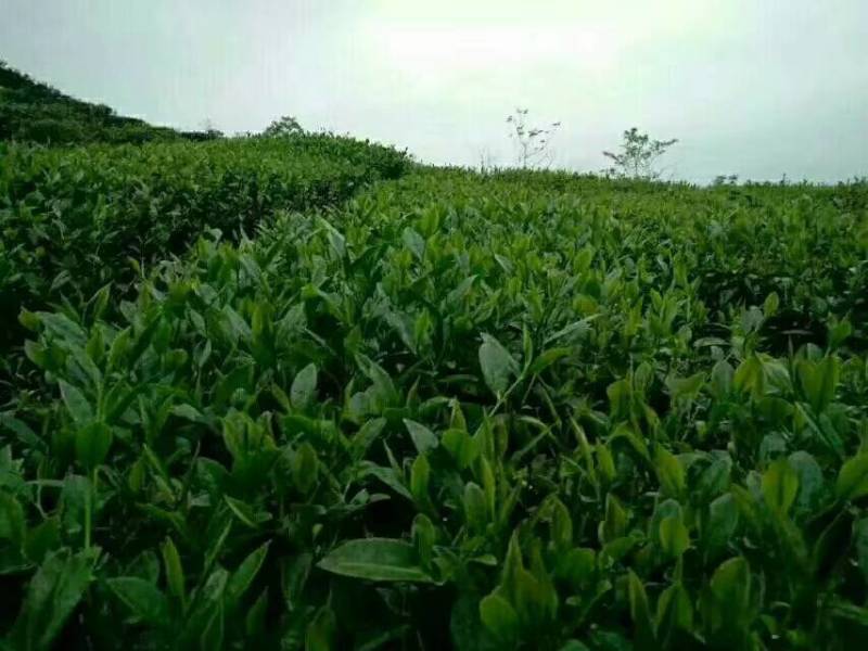 高山云雾绿茶