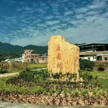 高山云雾绿茶