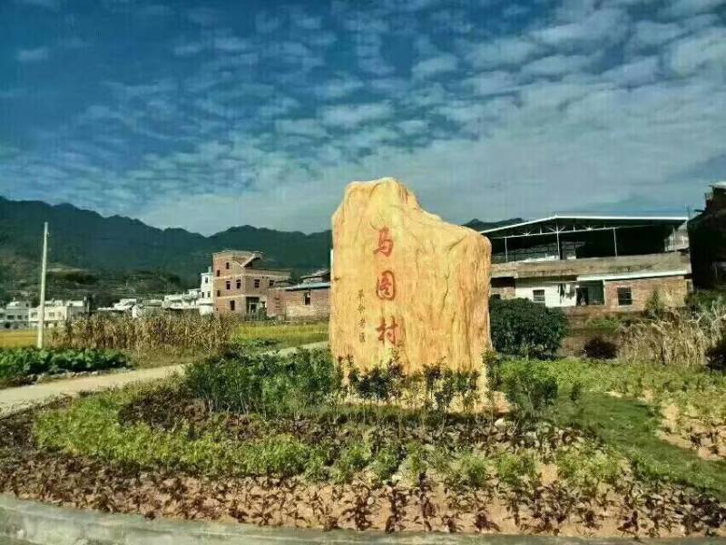 高山云雾绿茶
