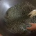 高山云雾绿茶
