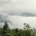 高山云雾绿茶