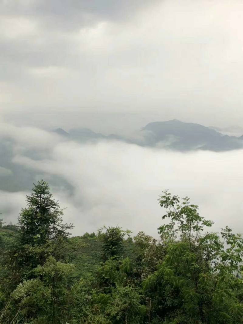 高山云雾绿茶