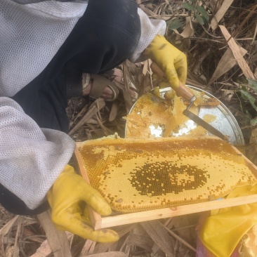 今天摇蜂蜜了