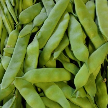 油豆九月青
