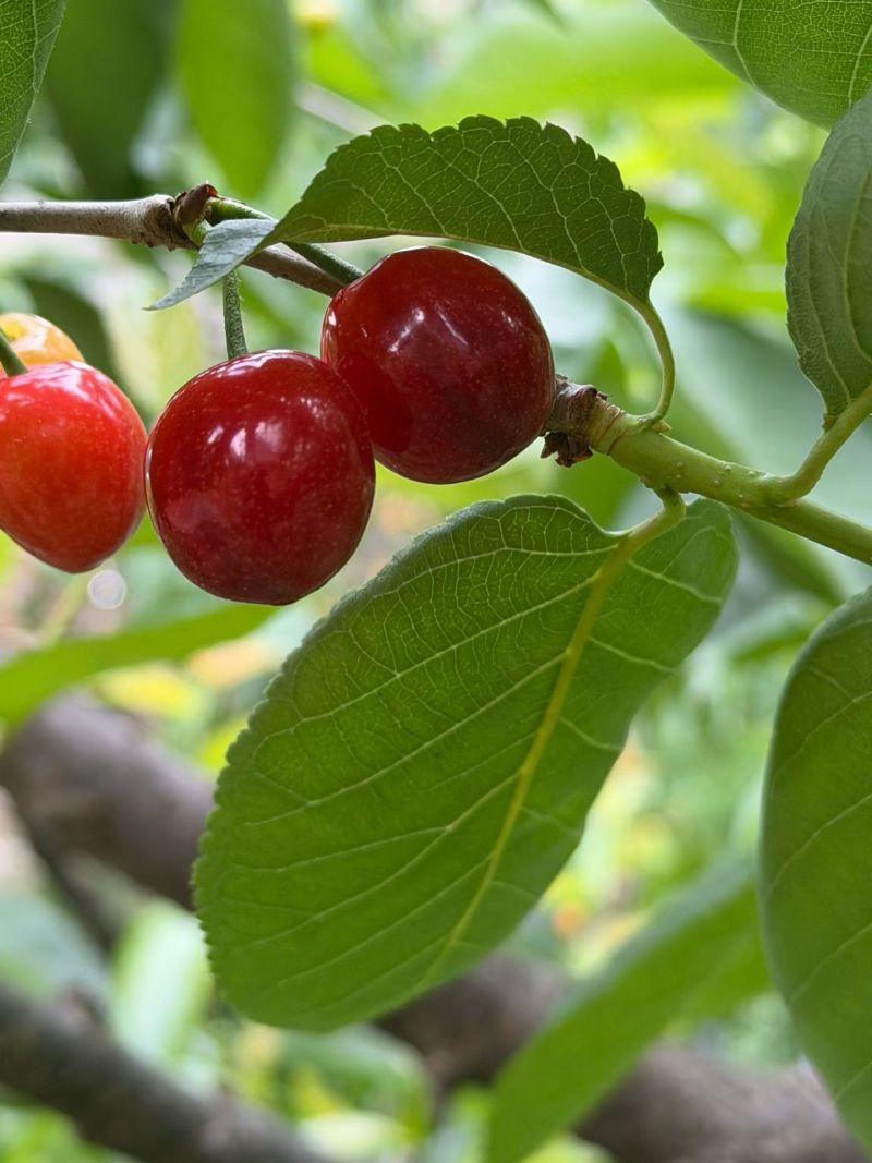 攀枝花市米易县黄草村玛瑙红，中华小樱桃，车厘子出售代办。