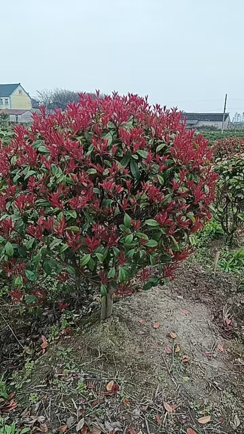《畅销》红叶石楠球质量有保证基地直供易成活
